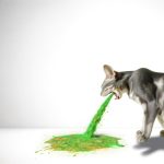 cat vomiting green bile