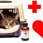 dramin para enjoo felino