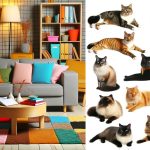 nomes populares para gatos