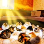 tipos de gatos peludos